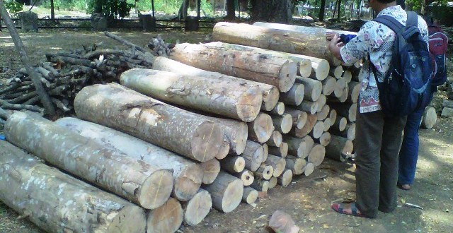Pelaku Illegal Logging Di Jepara Tertangkap